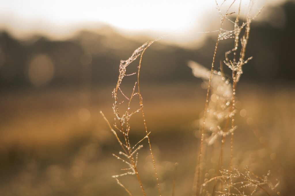 Spinrag met dauwdruppels in warm ochtendlicht